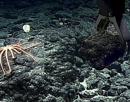 Deep sea mining. credit - Monica Evans, Mongabay.com