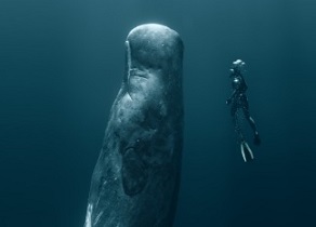 A new report analysing over 250 peer reviewed scientific articles finds that the impacts of mining deep sea polymetallic nodules would be extensive, severe, and last for generations