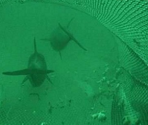 Credit: Dr Simon Allen