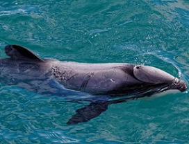 An endangered Hector's Dolphin. Photo: Gary Webber/ 123rf