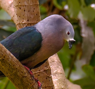 Pacific Pigeon (Ducula pacifica). Photo credit - Rudy Heijmen
