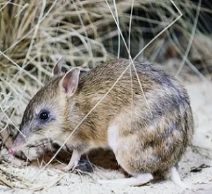 The trajectory of the endangered eastern barred bandicoot failed to improve, the report says. Photograph: Zoos Victoria