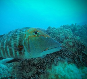 A red throat emperor (Lethrinus miniatus) checks out the camera in front of an aggregation of crown-of-thorns starfish on the Great Barrier Reef.  CREDIT - Australian Institute of Marine Science