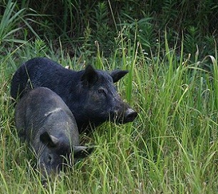 feral pigs