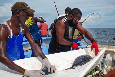 Tagging tuna on a pole-and-line vessel during an earlier research voyage in the WCPO. Photo Pacific Community (SPC).