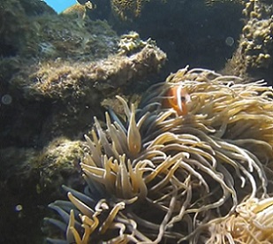 Fish supply affected due to reef damage. Credit - Jeshu Lal, www.fbcnews.com.fj