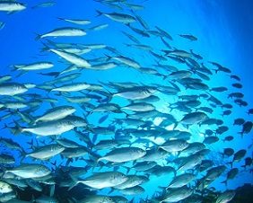 The high seas host a wide array of ecosystems and species. (Shutterstock)
