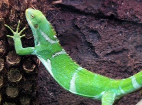 A Fiji crested iguana in the Perth Zoo. Credit - Sean Mack