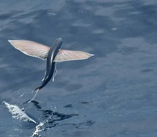 New Framework Will Boost Marine Conservation Efforts. Credit - ISTOCK, AGAMI STOCK