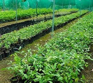 Nursery at MORDI TT headquarters, Haveluloto. 19 May 2021. Credit - www.matangitonga.to