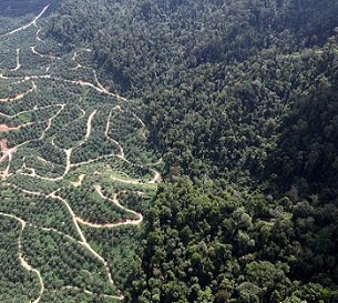 Oil palm plantation in Malaysia. Credit - Rhett A. Butler/Mongabay.