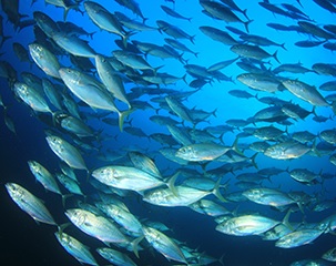 Three Micronesia-based purse-seine operators gain MSC certification. Credit - Bernadette Carreon, www.seafoodsource.com