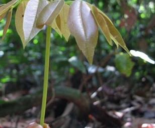 Tree seedling starting its life in the rainforest, Peru. Credit: Roel Brienen, University of Leeds