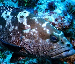 The Fiji Grouper (Kawakawa). Photo: Supplied/Fiji govt