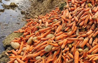 Food waste by consumers may be double then what we first thought. Source -https://www.newscientist.com/ nmews