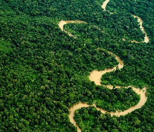 forests. Credit - Mark Bowler/naturepl.com