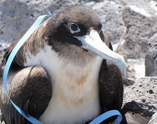 Great Frigate Bird tangled in plastic, Desventuradas Islands, Chile. Credit: Diego Miranda