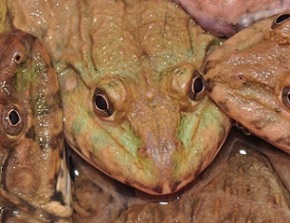 About two million American bullfrogs are imported live to the U.S. from factory farms abroad each year to be eaten. PHOTOGRAPH BY JONATHAN E. KOLBY