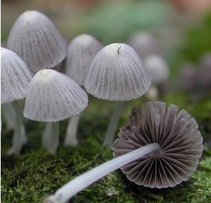 UC Berkeley researchers carried out the first major survey of macrofungi on the Polynesian island of Mo'orea, yielding more than 500 different specimens. These fairy inkcap mushrooms were found growing on decomposing wood. Credit: Todd Osmundson