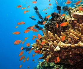 Great barrier Reef, Australia. Credit - Getty Images