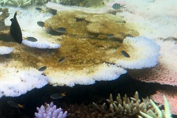 Conservationists say Australia must show Unesco it is dealing with Great Barrier Reef threats. Photograph: Bette Willis/ARC Centre of Excellence for Coral Reef Studies