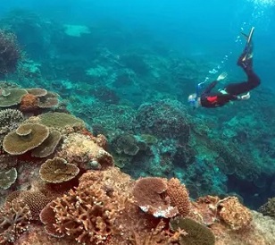 Australia’s environment minister Sussan Ley says the country is seeking a ‘proper reactive monitoring mission’ before the question of the Great Barrier Reef’s ‘in danger’ recommendation can be answered. Photograph: David Gray/Reuters