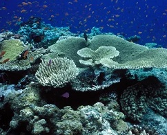 Great Barrier Reef, Australia. Photograph: VWPics/Universal Images Group via Getty Images