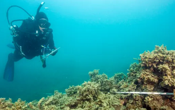 Repeated disturbances from climate change and deteriorating water quality have changed some sections of the Great Barrier Reef from coral to algae. Photograph: David Wachenfeld/Centre of Excellence for Coral Reef Studies