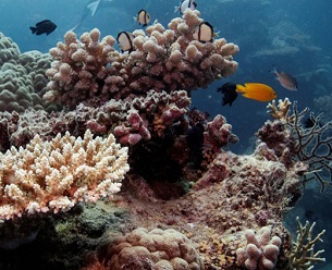 Conservationists and recreational fishers say Queensland’s rollout of major fisheries reforms, designed to tackle the issues along the Great Barrier Reef, has stalled. Photograph: Lucas Jackson/Reuters