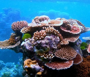 coral reefs. Credit - mongabay.com