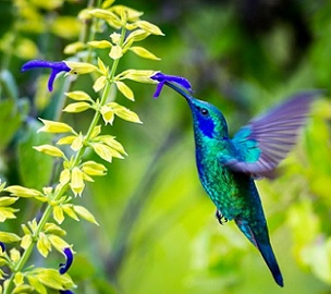 Photo credit: Glass and Nature/Shutterstock