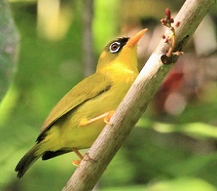 Gizo white-eye (zosterops Iuteirostris) is a species of birds in the Zosteropidae family. Credit - https://www.solomonstarnews.com/