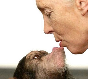 Goodall has championed sustainable pratices and the preservation of nature through grassroots organisations and iniatives in all corners of the planet. Credit - www.phys.org