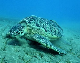 Green turtle. Credit -  Joe Bunni/Gamma-Rapho/Getty Images