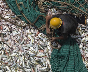 A fisherman on the Fu Yuang Yu 380, a Chinese fishing boat, in Guinean waters in 2017. Image © Pierre Gleizes / Greenpeace.