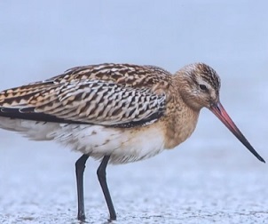 It’s hoped the research will allow greater understanding of the birds’ decline in New Zealand. Source: 1 NEWS
