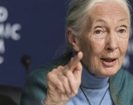 Jane Goodall has blamed the Covid-19 pandemic on the exploitation of the natural world. Photograph: Alessandro della Valle/AP
