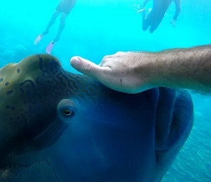 Divers disturbing humphead wrasses' habitat. Credit -  Joel Scanlon / EyeEm / Getty Images
