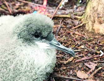 Andre Raine / Kauai Endangered Seabird Recovery Project via The Garden Island