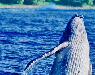 A humpback calf breaching off the coast of Rarotonga. PHOTO: NAN HAUSER. 20090107