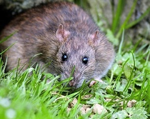 ‘Aere Ra’ To Rats On Cook Island Atoll