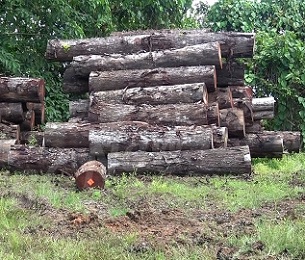 Credit - www.fbcnews.com.fj