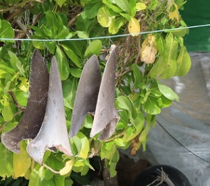 source - https://www.solomonstarnews.com/