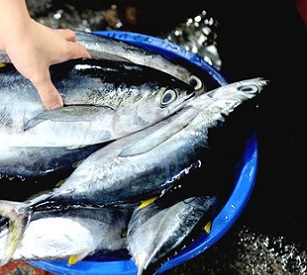 Yellowfin tuna stocks take additional hits after the fish is inadvertently caught by fishing boats targeting bigeye tuna, which are used in sashimi. Credit: AFP