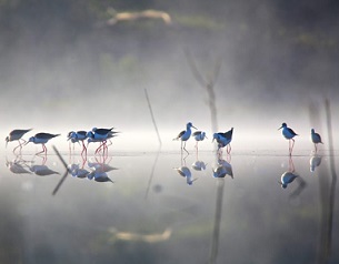 Black-winged Stilts. Credit - Ann Killeen