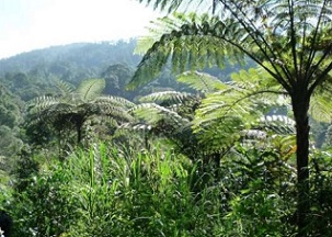 Species-rich tropical forest at Mount Halimun Salak National Park at the island of Java, Indonesia. Credit: Leipzig University / Alexandra Muellner-Riehl