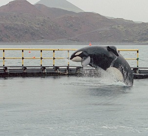 Lessons learned from relocating Keiko to Iceland inform WSP’s work today. Photo by Colin Davey/Getty Images