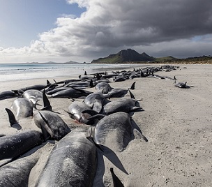 Credit: Tamzin Henderson via AP