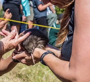 Introduced predators, including stoats and rats, are a major threat to kiwi. Credit - Shutterstock/Lakeview Images