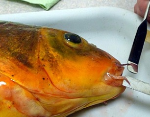 Koi carp - a major risk for Northland's Kai Iwi Lakes Photo: Supplied / Northern Advocate